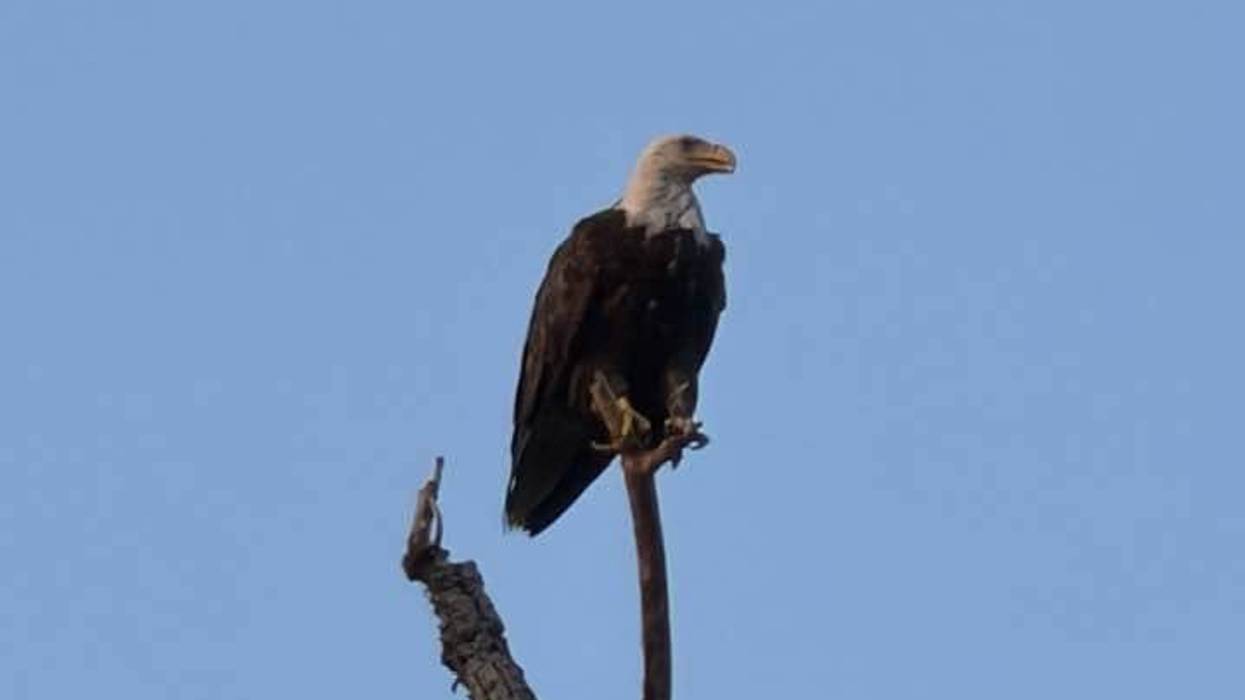 It's been a busy year for White Rock Lake's Bald Eagles