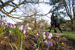 Filoli Art Walk
