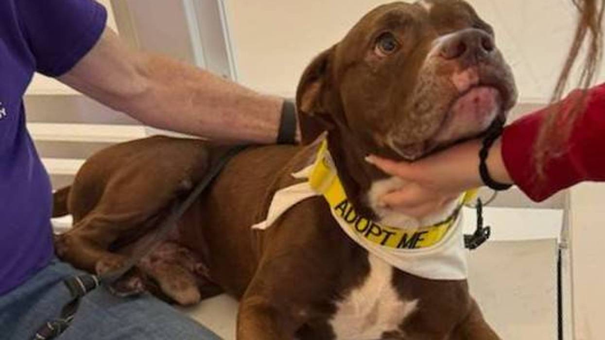 Beach Buddies: Adopt Joy