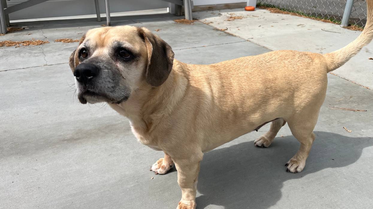 FURRY FRIDAY - Pet of the Week