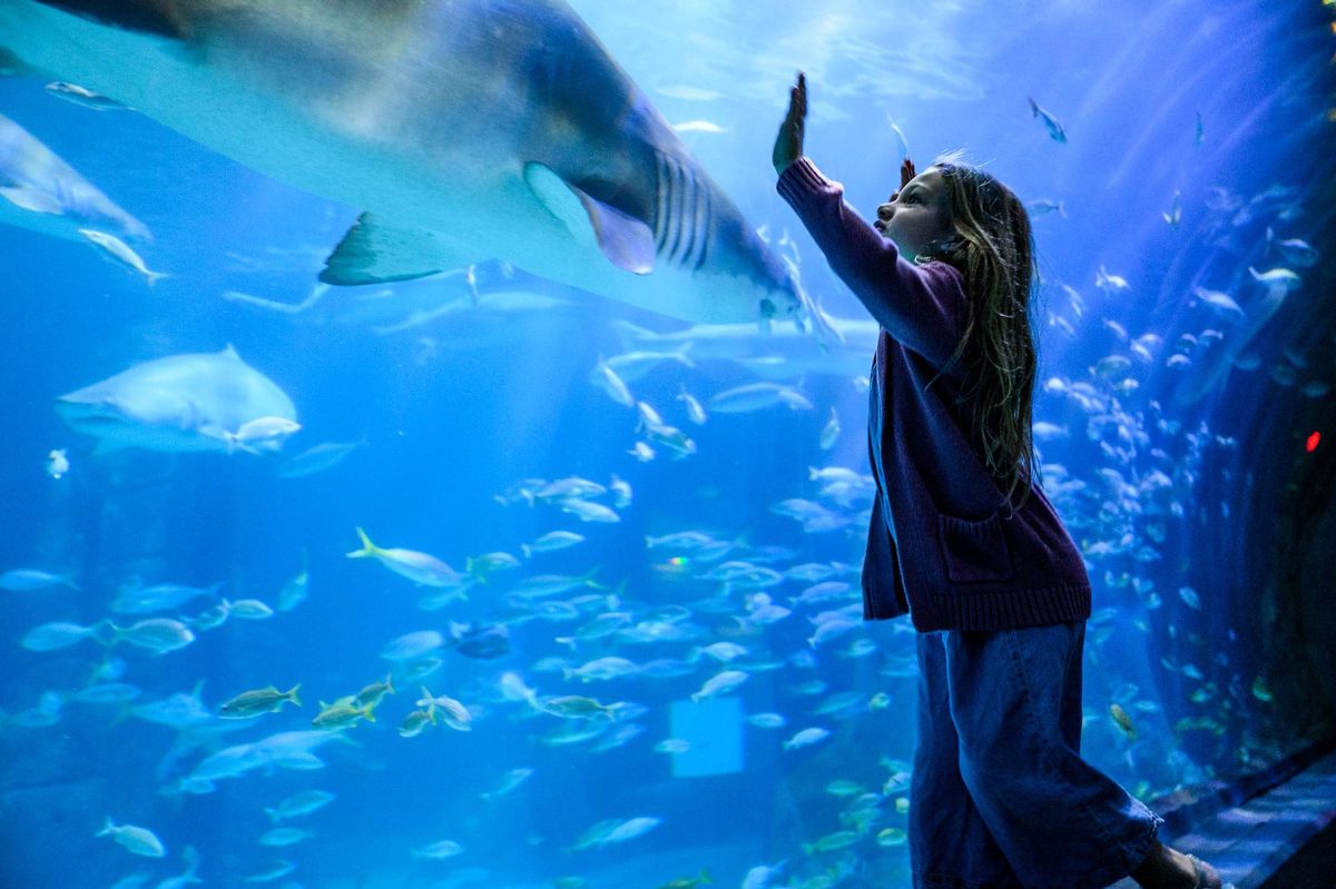 Your chance to win tickets to the Adventure Aquarium