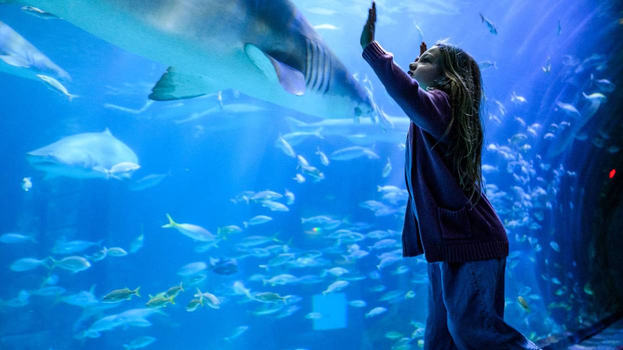 Your chance to win tickets to the Adventure Aquarium