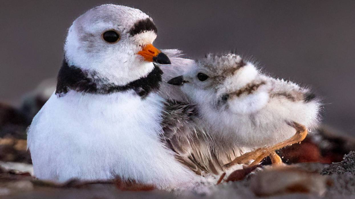 Piping plover chicks born at Waukegan Beach