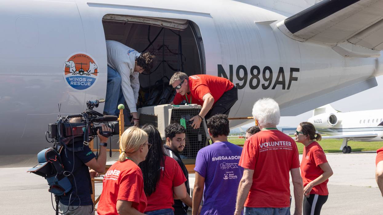 Brandywine Valley SPCA welcomes flight of adoptable pets from flood-ravaged Texas