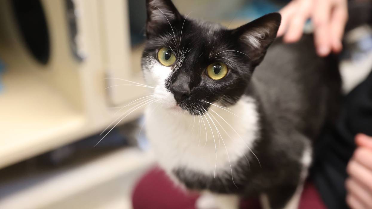FURRY FRIDAY - Pet of the Week