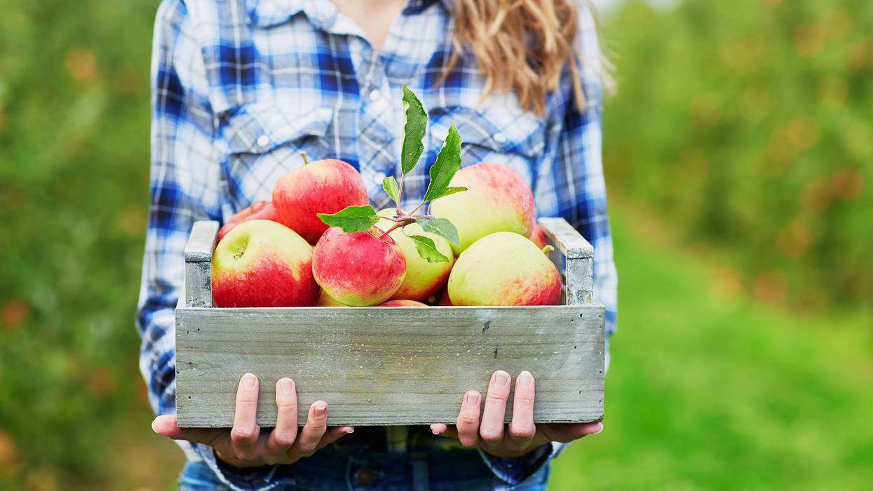 Harvest Your Health: 10 Fall Fruits and Vegetables Worth Bringing Home