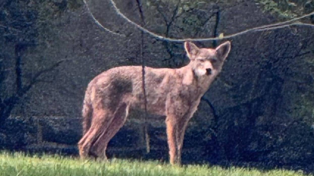 Police shoot, kill coyote that attacked person and dog in Cheltenham Township