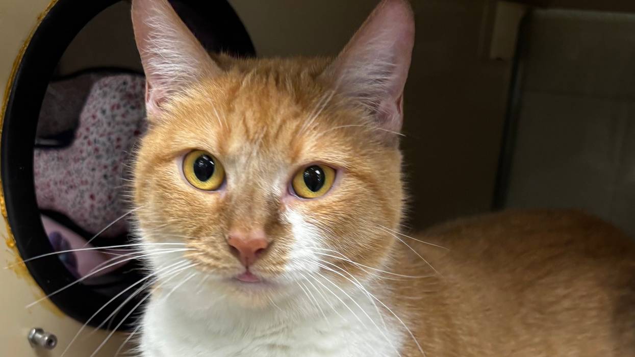 FURRY FRIDAY - Pet of the Week