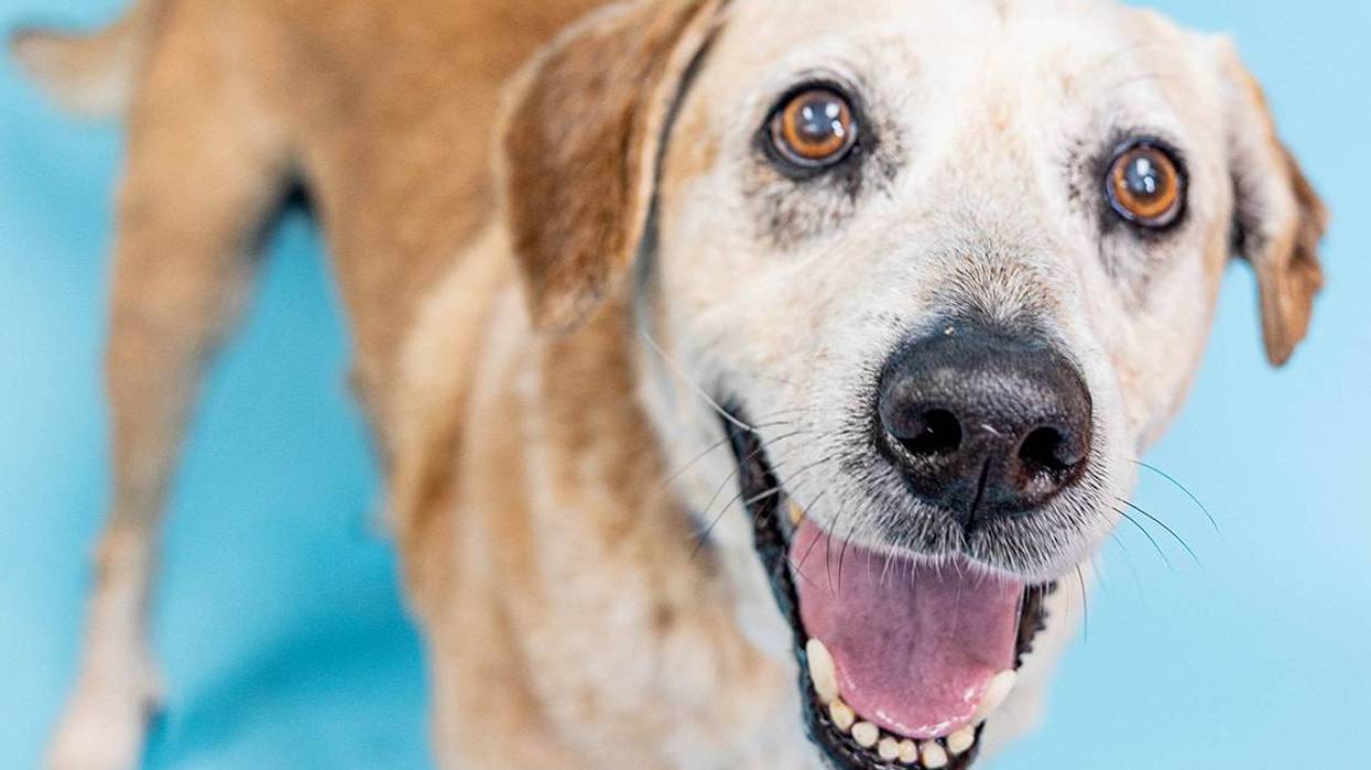 Beach Buddies: Adopt Justin