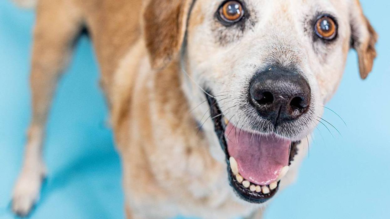 Beach Buddies: Adopt Justin