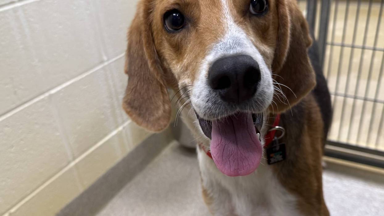 FURRY FRIDAY - Pet of the Week