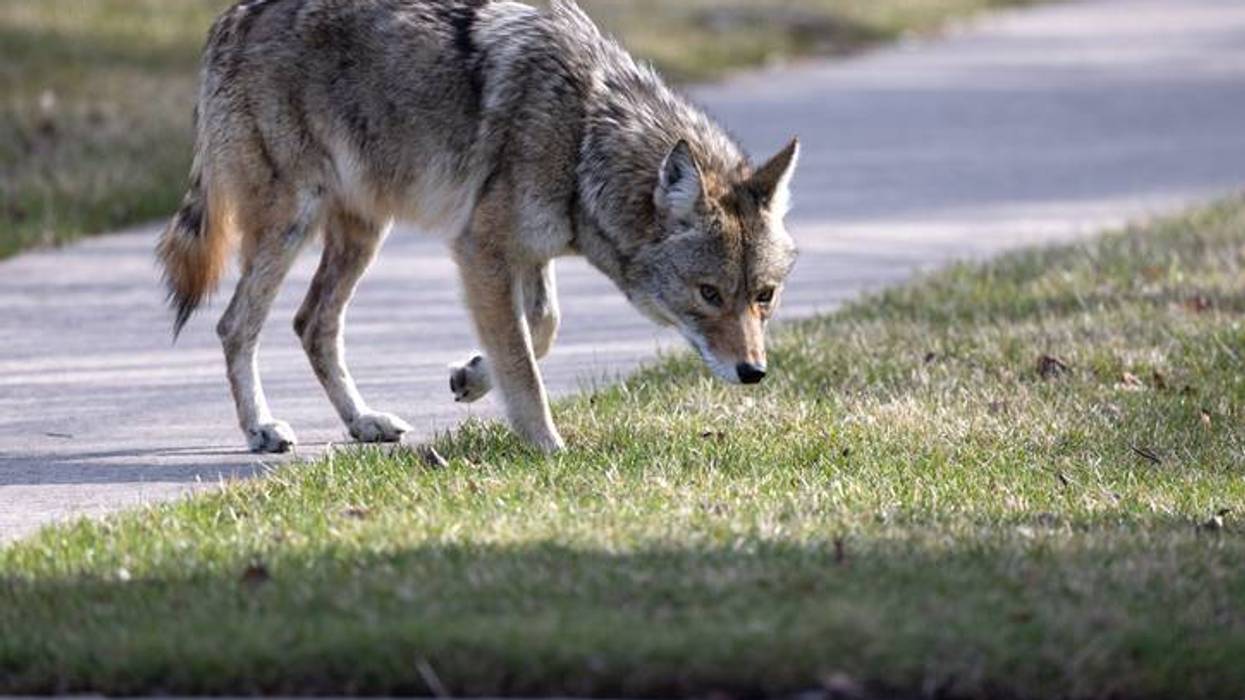 Doc Show Audio: Do Coyotes Hate Froggy 101?