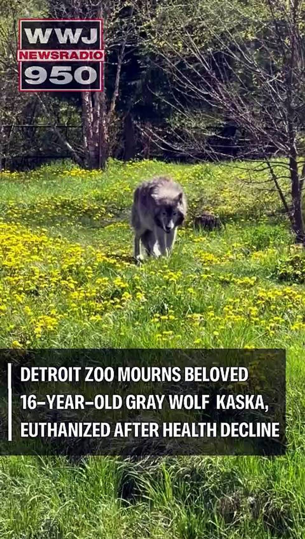 Detroit Zoo mourns 16-year-old gray wolf Kaska