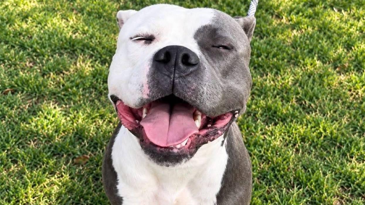 Wet Nose Wednesday Pet: Polo