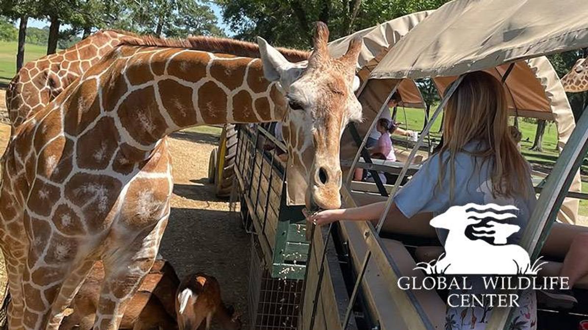 Listen for a chance at tickets Global Wildlife Safari Tour!