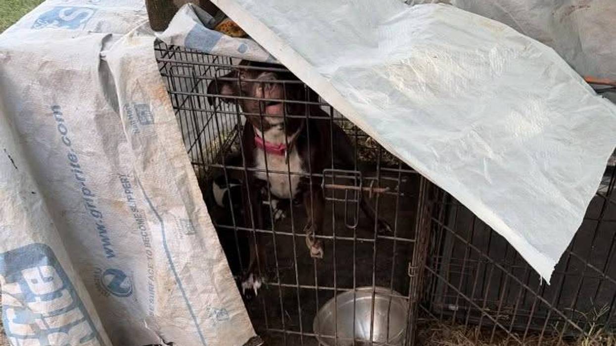 Belton Man Arrested for Ill Treatment of Animals