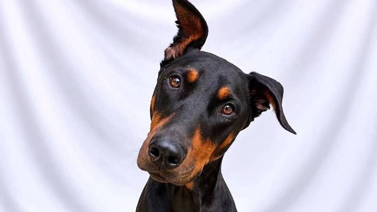 Wet Nose Wednesday Pet: Sammy