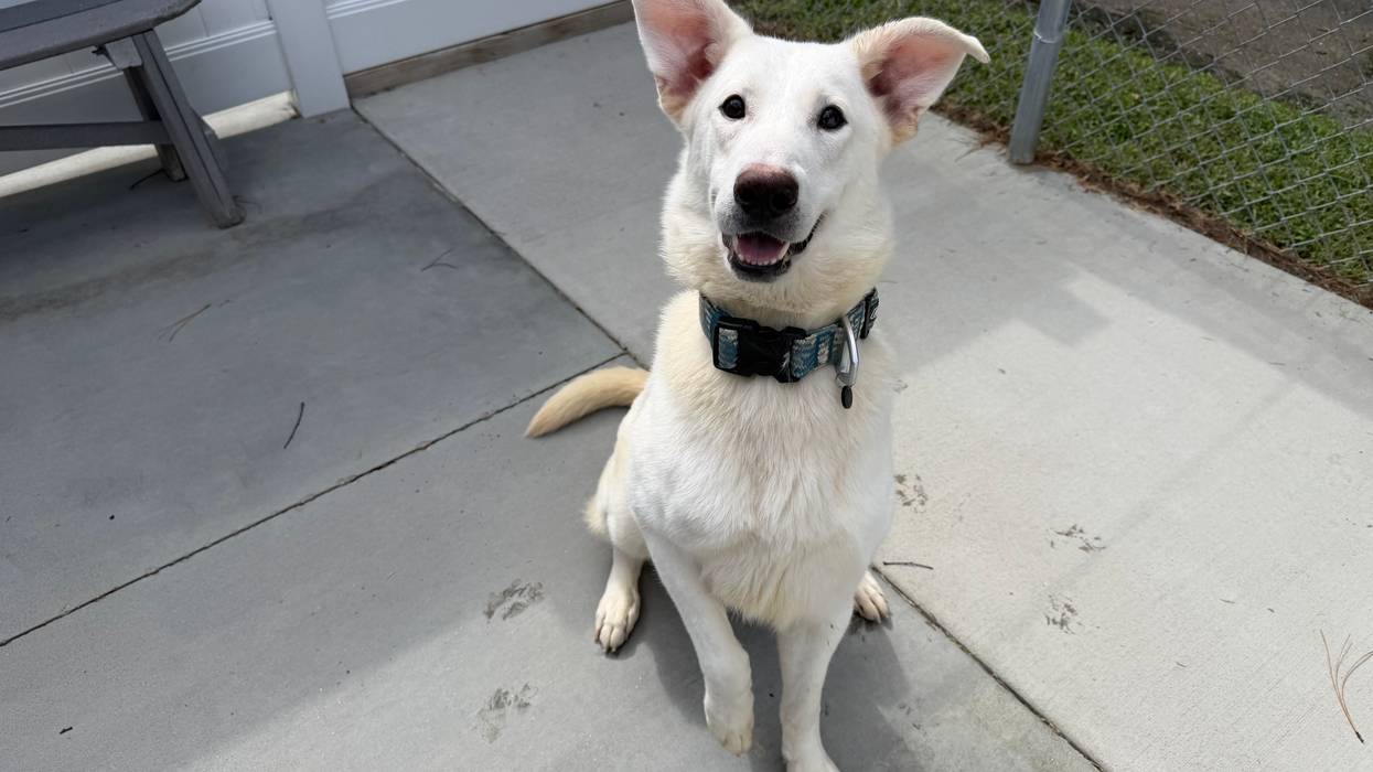 FURRY FRIDAY - Pet of the Week