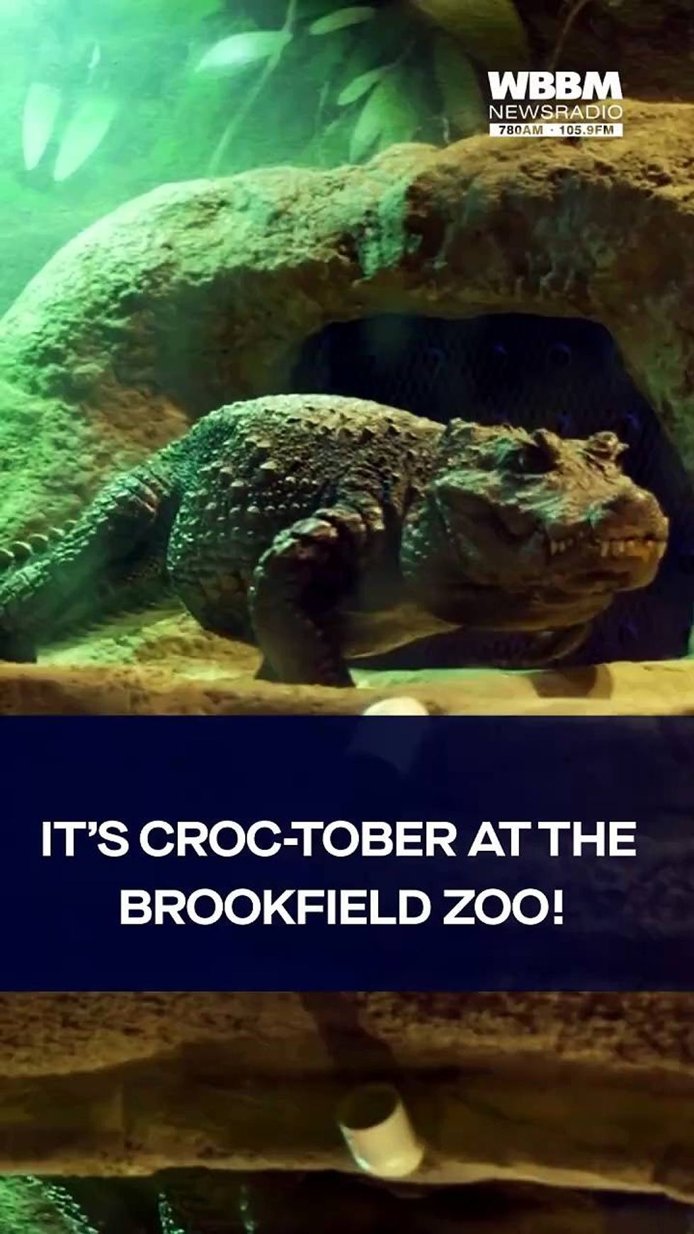 WBBM Newsradio: It's Croc-tober at the Brookfield Zoo!