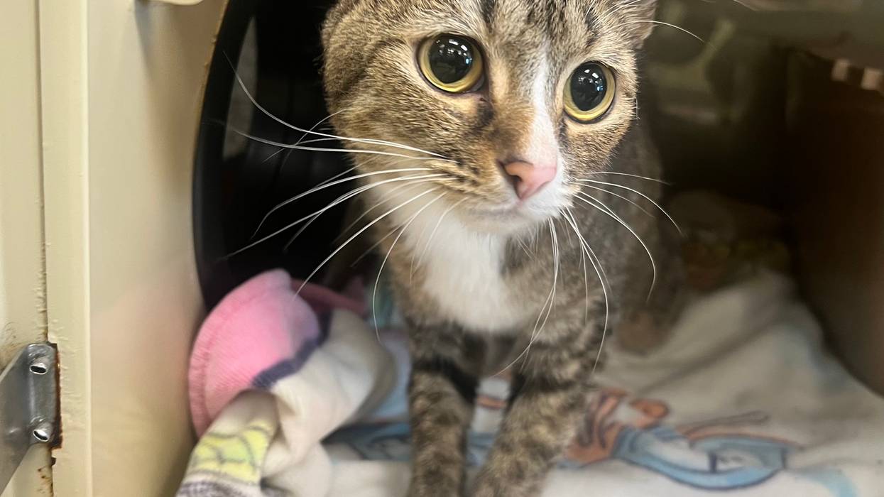 FURRY FRIDAY - Pet of the Week