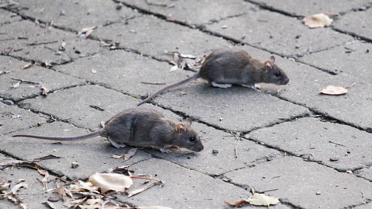 Philly ranks 3rd on list of most rat-infested US cities