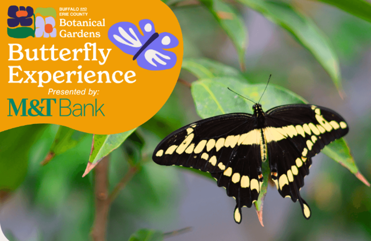Kiss: Your chance to win 4 passes to Buffalo and Erie County Botanical Gardens & Butterfly Experience 2026