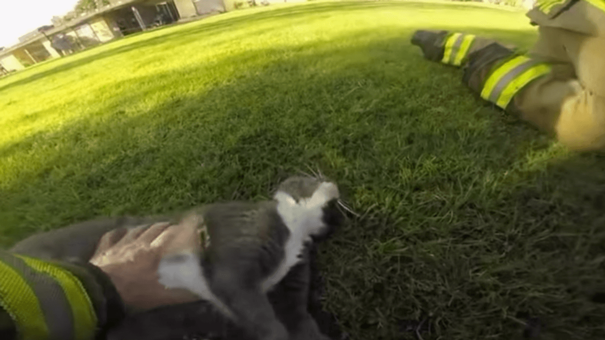 VIDEO: Riverside County firefighters, deputy rescue 4 cats after fire incident