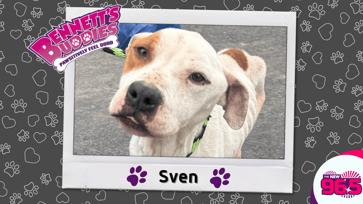 Meet Sven! Bennett's Buddies at the PSPCA
