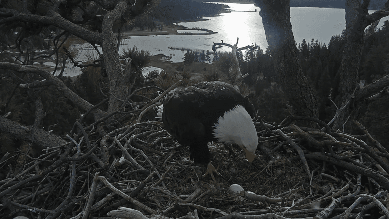 It’s “pip watch” time for the Big Bear bald eagles