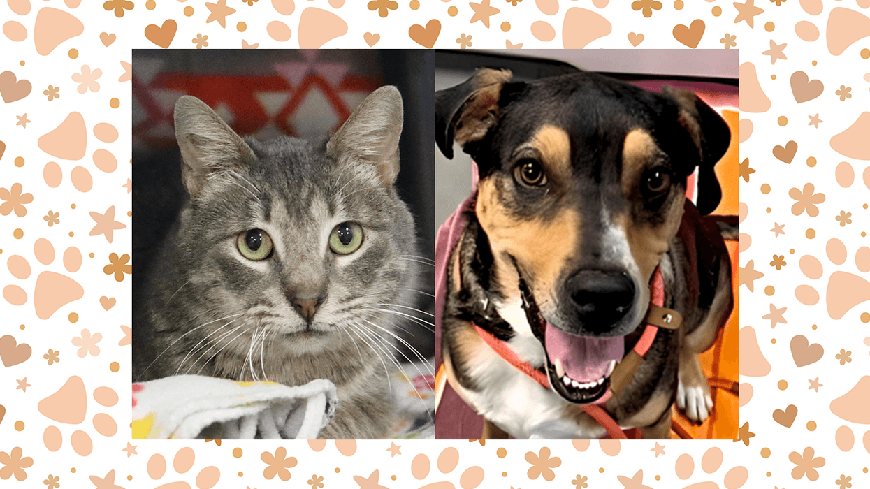 Wet Nose Wednesday: Charlie and Whiskey