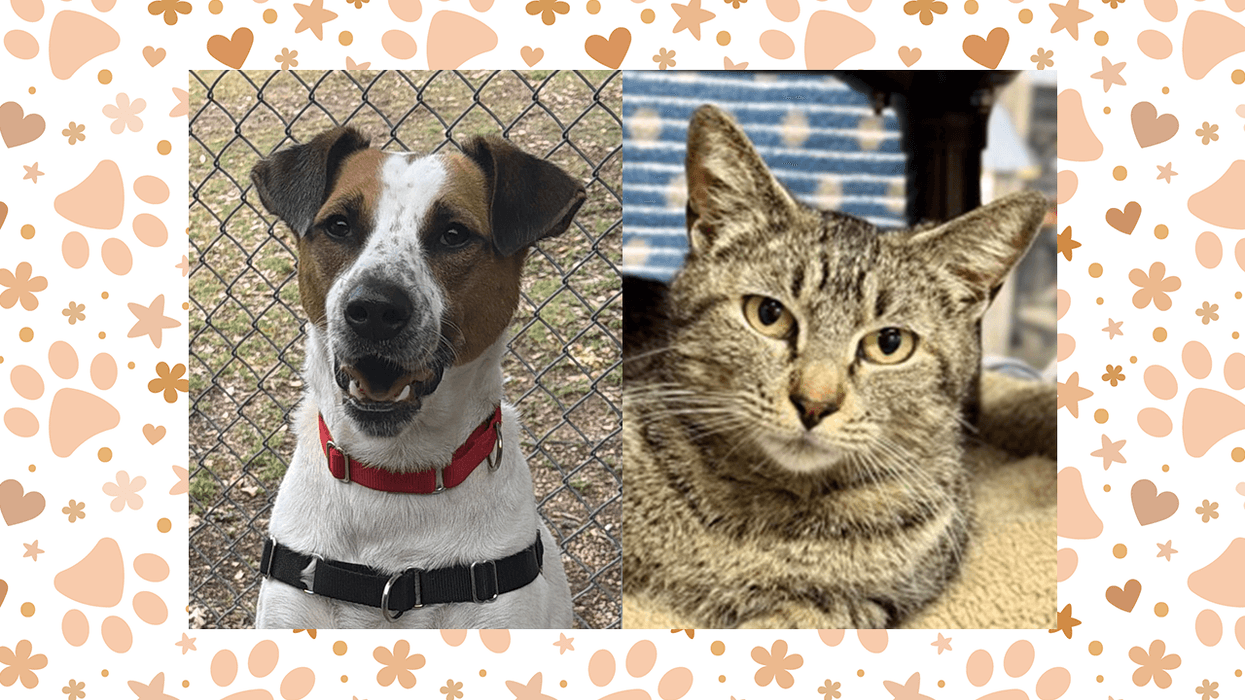 Wet Nose Wednesday: Hank and Rosetta