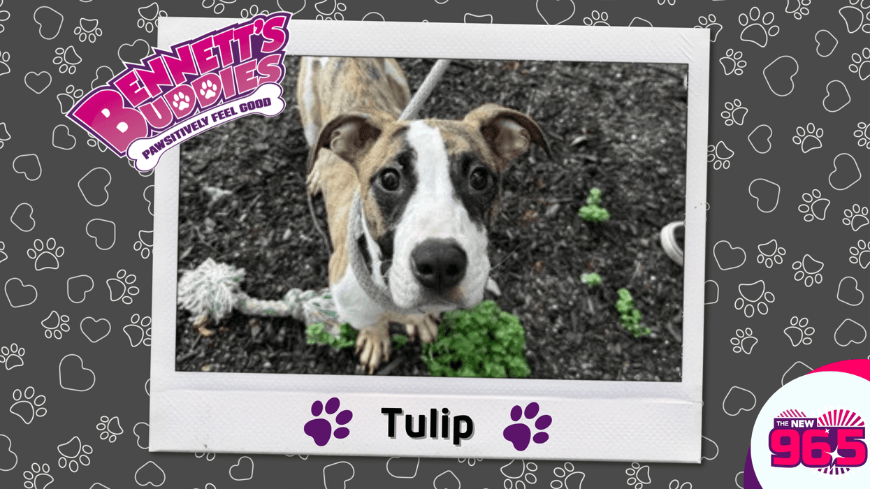 Meet Tulip! Bennett's Buddies at the PSPCA