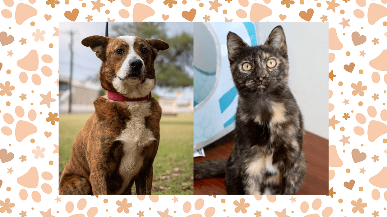 Wet Nose Wednesday: Panko and Cherry Shrimp