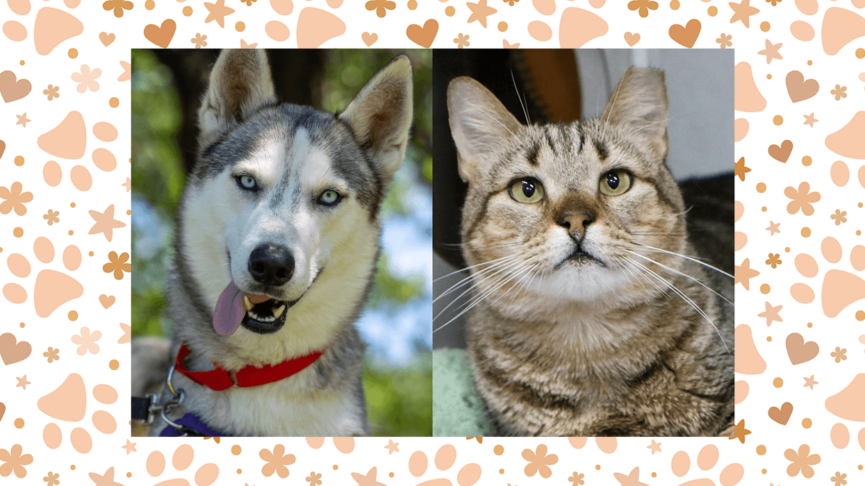 Wet Nose Wednesday: Jello and Mowgli