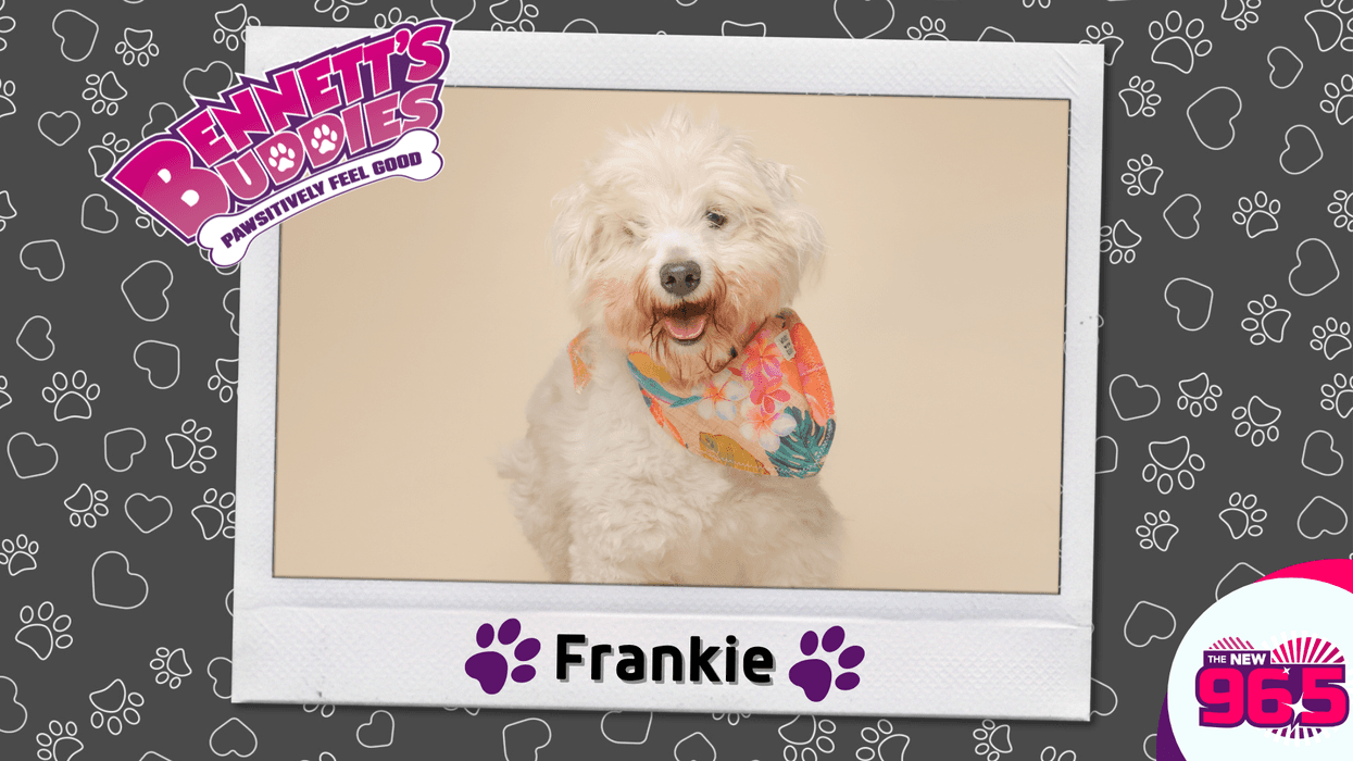 Meet Frankie! Bennett's Buddies at the PSPCA