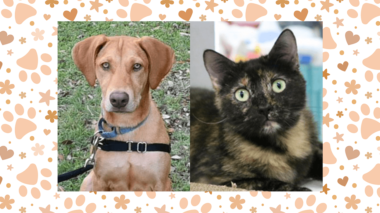 Wet Nose Wednesday: Patience and Bokka