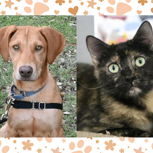 Wet Nose Wednesday: Patience and Bokka