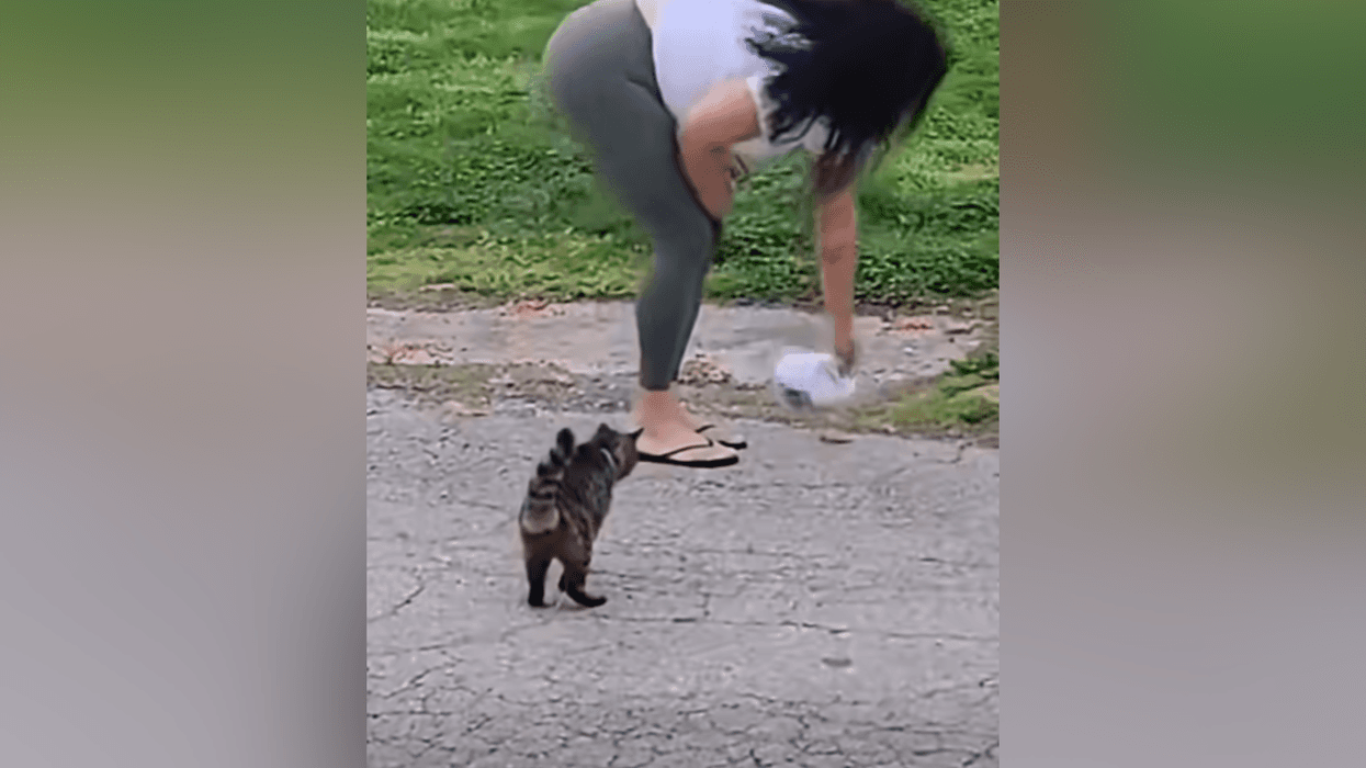 PSPCA investigating viral video of Delco woman seemingly pouring bleach on cat food