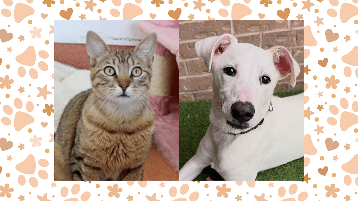 Wet Nose Wednesday: Reggie and Maverick