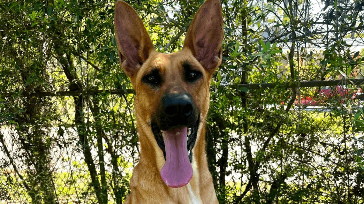 Wet Nose Wednesday Pet: Chandler