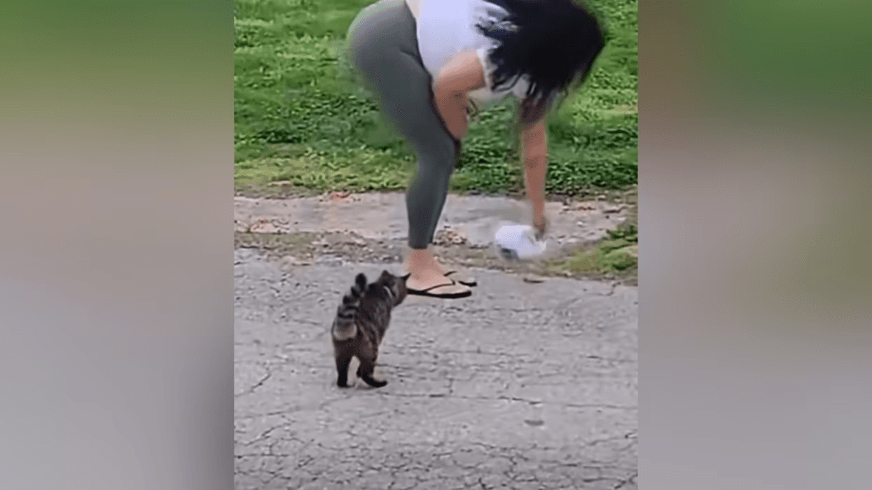 Delco woman charged with animal cruelty for allegedly pouring bleach on cat food