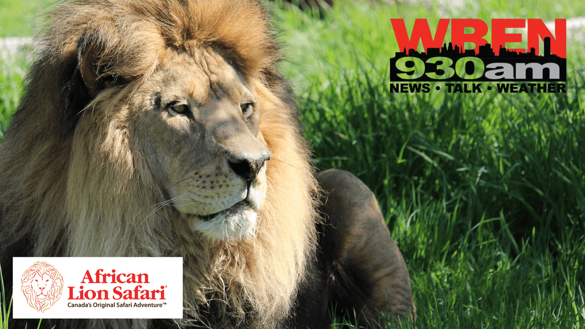 WBEN: Your Chance to Win a Family Pass to African Lion Safari in Canada (6/22-26)