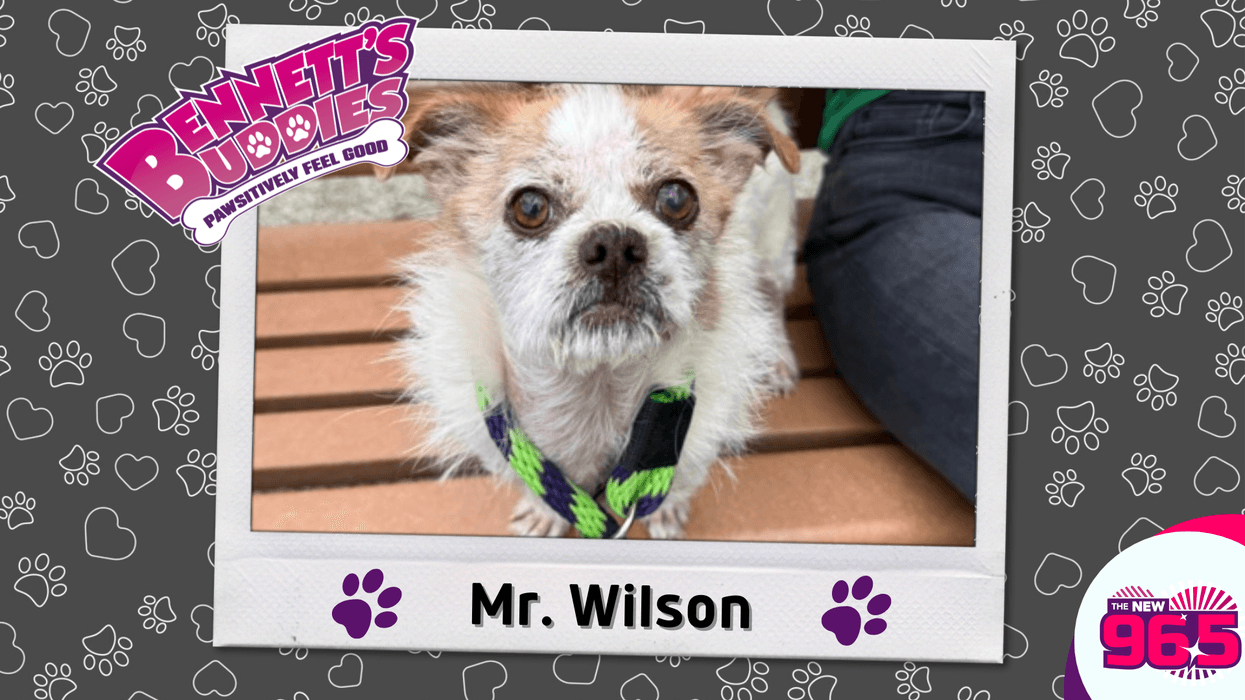 Meet Mr. Wilson! Bennett's Buddies at the PSPCA