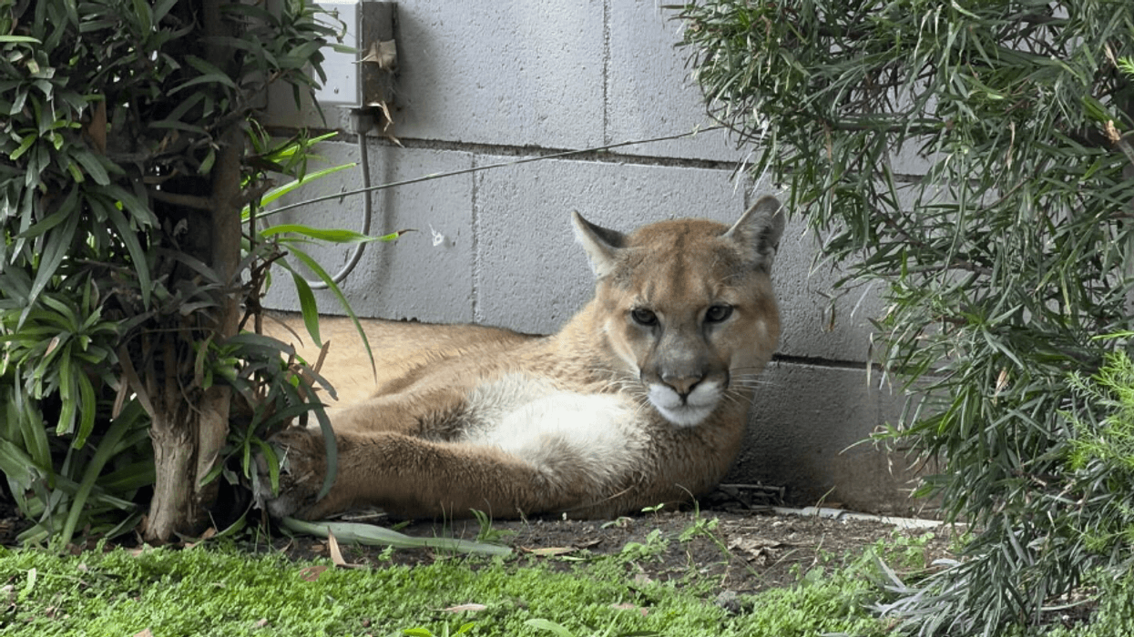 Mountain lion spotted in Pasadena