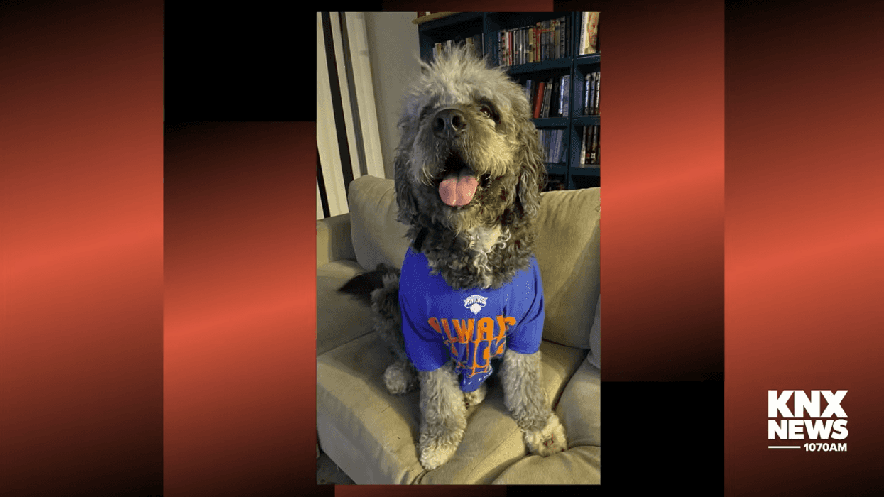 LAPD officer who shot dog in Canoga Park under investigation