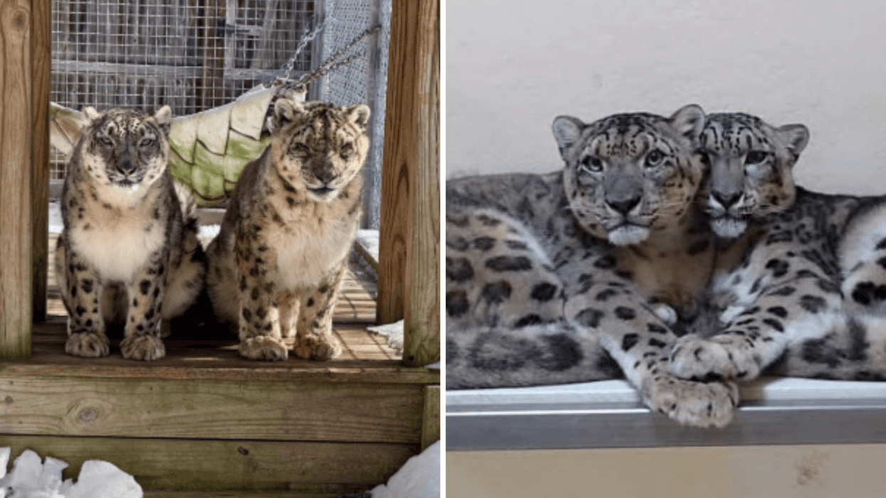 Beloved snow leopard couple at Cape May County Zoo die within months of each other