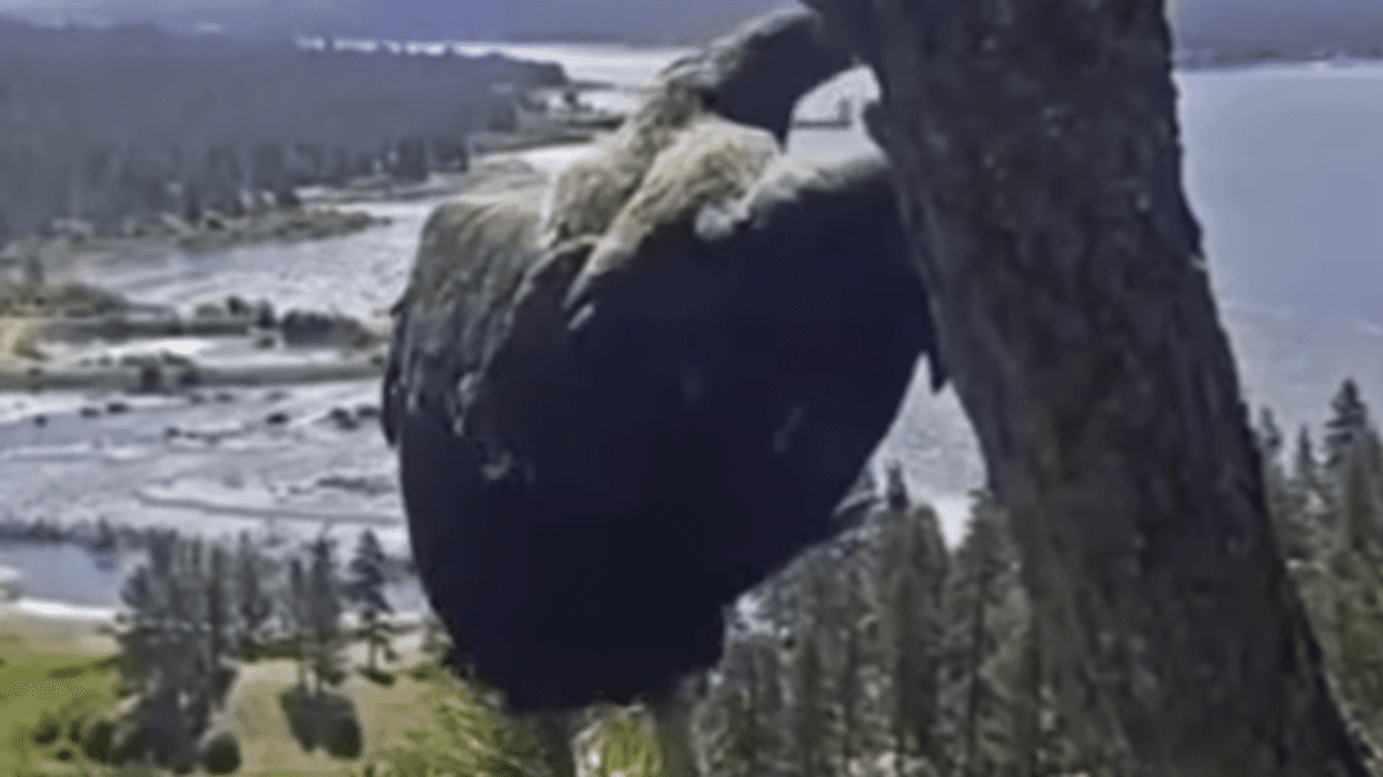 Baby eagles take flight in Big Bear