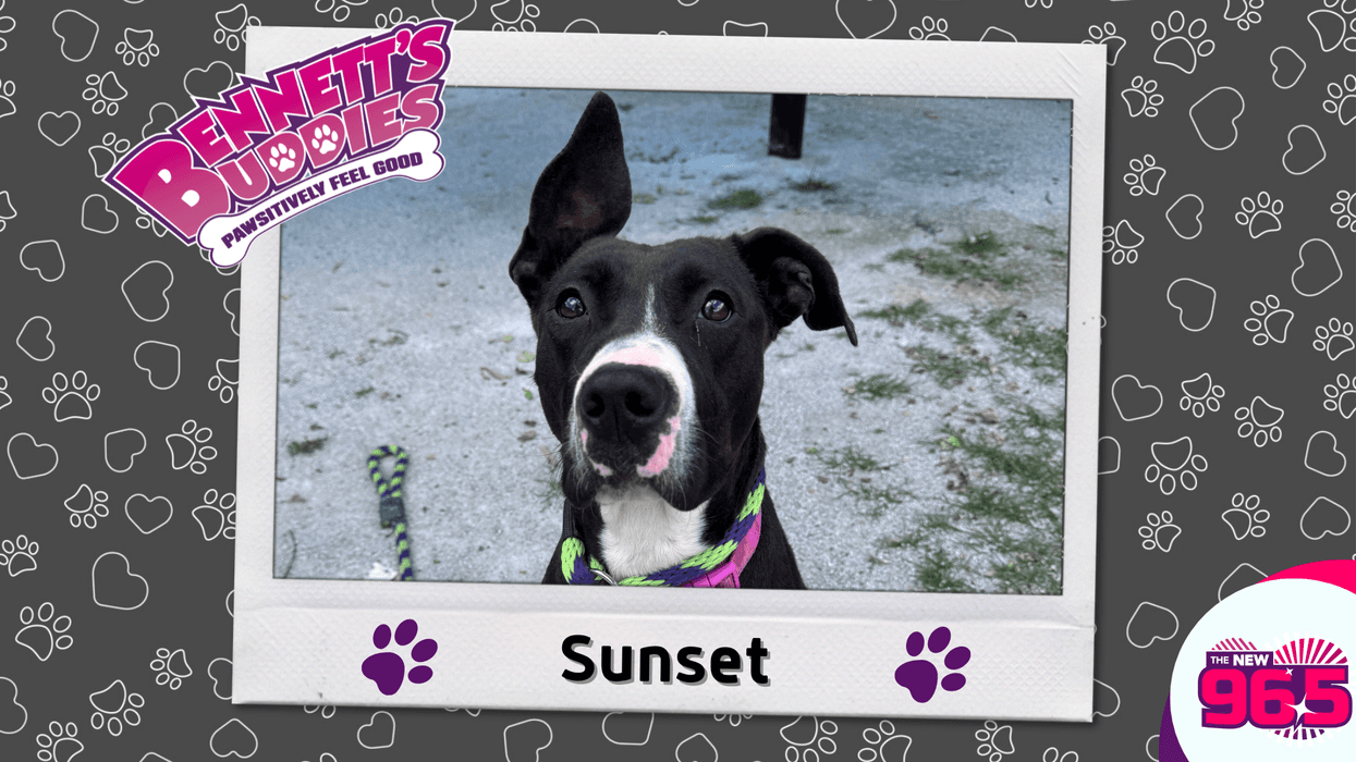 Meet Sunset! Bennett's Buddies at the PSPCA