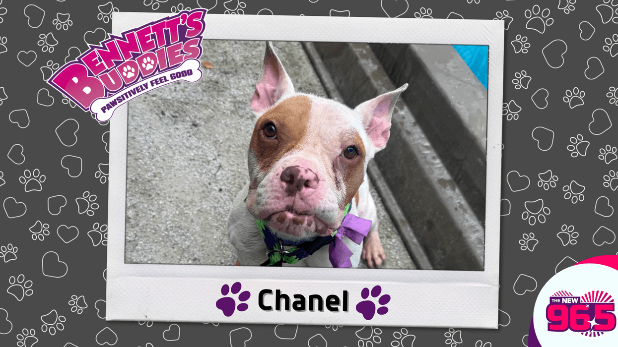 Meet Chanel! Bennett's Buddies at the PSPCA