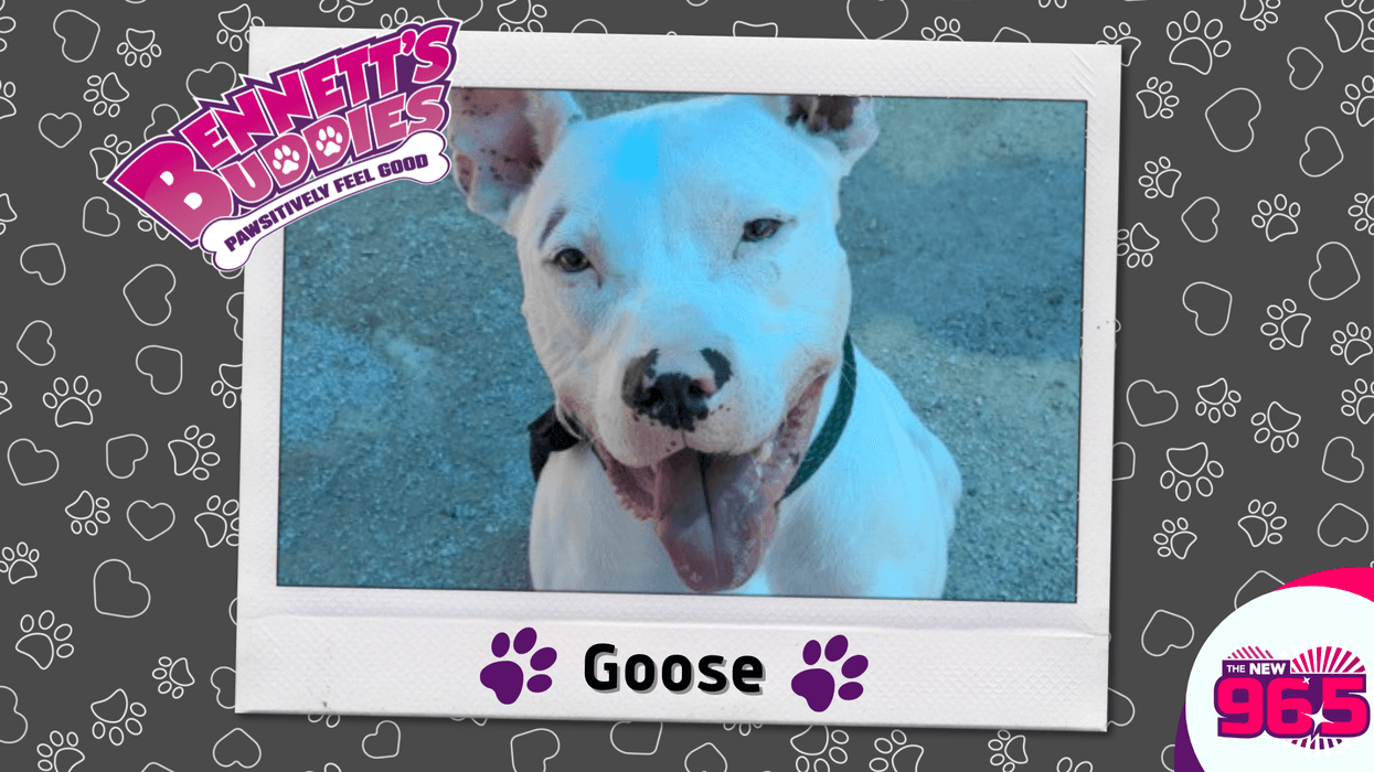 Meet Goose! Bennett's Buddies at the PSPCA